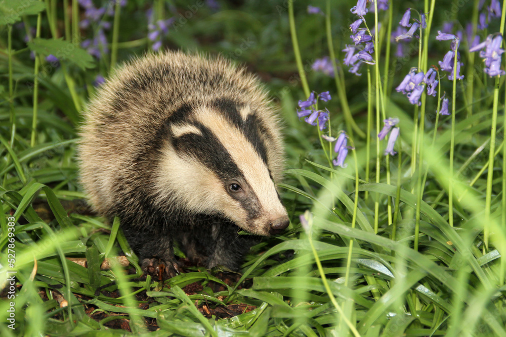 Wall mural close up of a very young and fluffy badger cub in springtime when the bluebells are in full bloom. f
