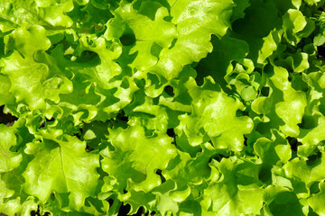 Planting lettuce texture on an organic farm. A young bright green lettuce is growing.