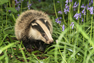 Close up of a very young and fluffy badger cub in Springtime when the bluebells are in full bloom.  Facing right.  Scientific name: Meles Meles.  Horizontal.  Copy space.