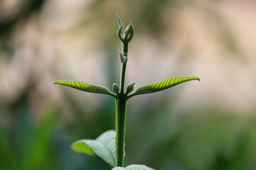 A close view of the plant