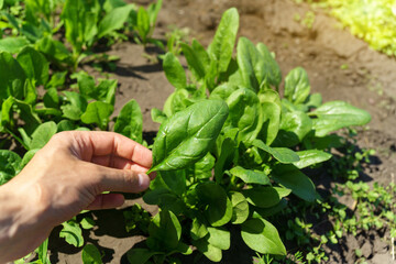 Green spinach growing in the garden on a vegetable farm. Healthy food in your own kitchen garden