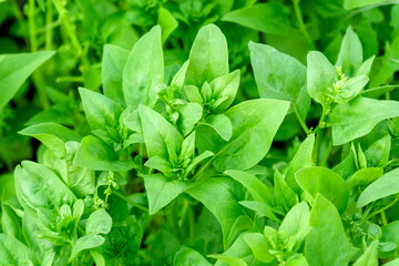 Young leaves leaf spinach green in rows, agriculture. Selective focus