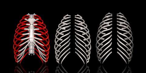 肋骨方位別一覧