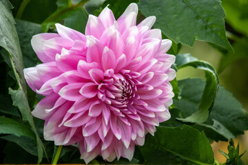 Obraz premium Pink dahlia flower in the garden