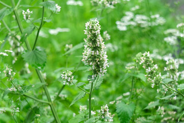 Mint blossom, the concept of growing medicinal plants, green leaves on annual plants in a herb garden. Selective focus