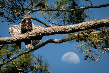 Juvenile Bald Eagle sunning in Guntersville, Alabama