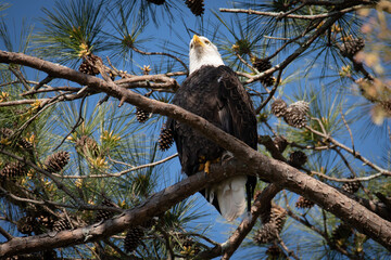 American Bald Eagle in Guntersville, Alabama