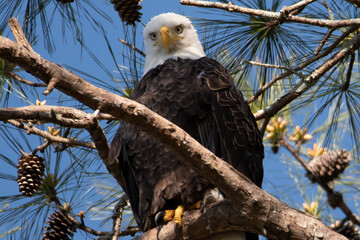 American Bald Eagle in Guntersville, Alabama