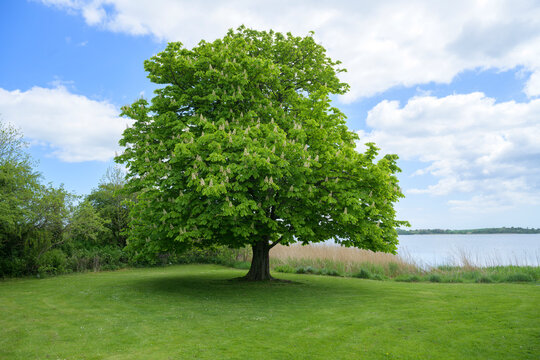The horse chestnut tree is one of the symbols of Kyiv