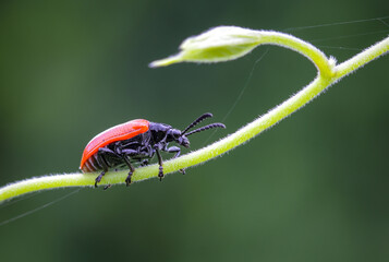 Close-up macro shot of a black and red bug.