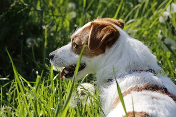 jack russell terrier
