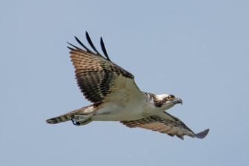 Osprey on the prowl in Guntersville, Alabama