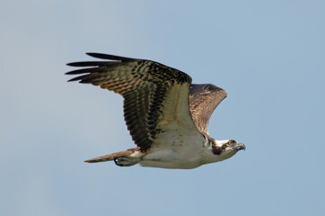 Obraz premium Osprey on the prowl in Guntersville, Alabama