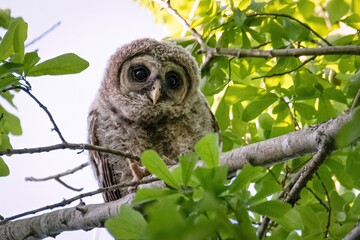 Baby Barred Owlet peaking from the trees in Hayes Nature Preserve