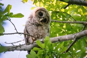Baby Barred Owlet peaking from the trees in Hayes Nature Preserve