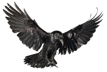 A beautiful raven (Corvus corax) in flight - obrazy, fototapety, plakaty