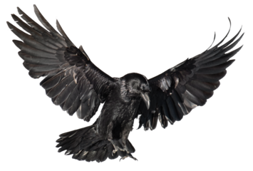 A beautiful raven (Corvus corax) in flight