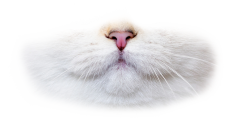 British Cat white color with blue eyes