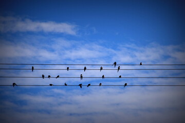 birds on electric line - obrazy, fototapety, plakaty