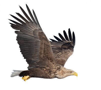 Majestic predator White-tailed Eagle (Haliaeetus albicilla) in flight