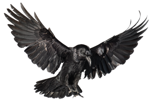 A beautiful raven (Corvus corax) in flight