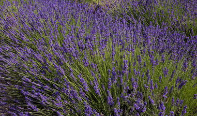 Naklejka na ściany i meble Close up colorful, purple lavender plants in full bloom