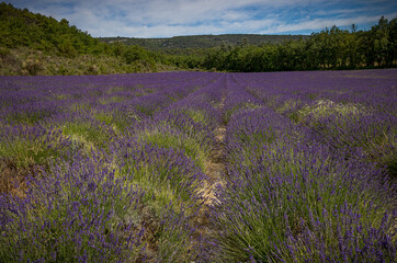 Naklejka premium Huge lavender field full of color at high bloom in France