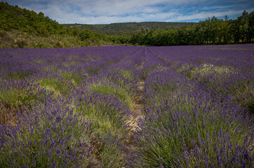 Obraz na płótnie Canvas Huge lavender field full of color at high bloom in France