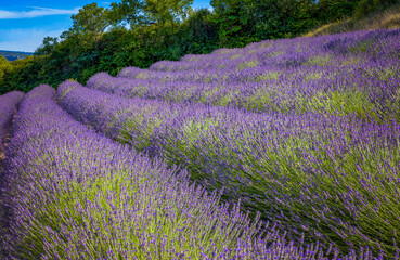 Fototapeta na wymiar Rows and rows of symmetrical lavender plants leading to the left