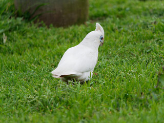 Long-billed Corella (Cacatua tenuirostris) wandering about on green grass looking for food.