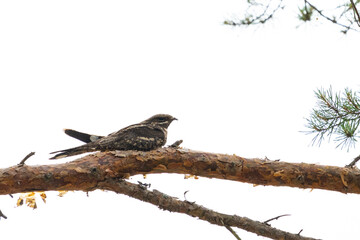 European nightjar on a branch