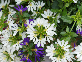 Scaevola aemula - White tuft of ornamental fan-flowers with fan-shaped petals 