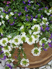 Scaevola aemula - White tuft of ornamental fan-flowers with fan-shaped petals grown in cascading on a pot