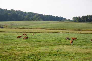 Brown beef cattle grazing in a pasture in the lush green farmland of Amish country, Ohio