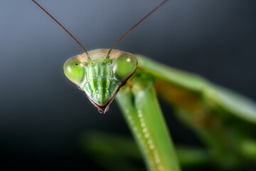 green praying mantis macro of face