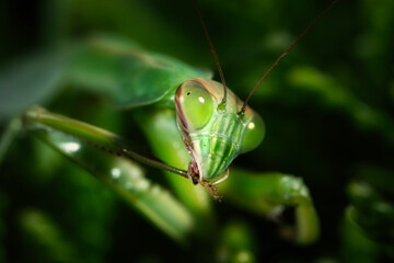 green praying mantis close up of eyes