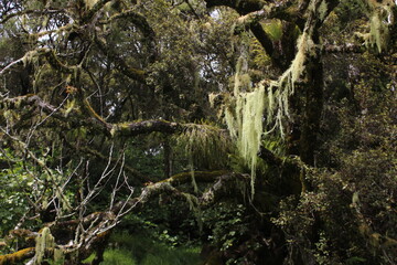 Forest on New Zealands North Island