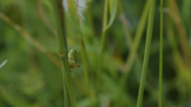 grasshopper sitting on grass stem in summer garden