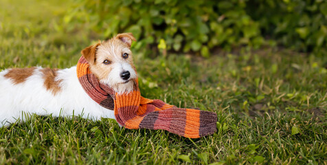 Funny pet dog puppy listening in the grass and wearing an orange warm scarf. Cold autumn, fall, winter, flu or animal clothing banner.