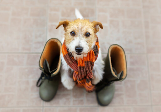 Funny cute happy dog listening, waiting for walk near boots and wearing orange warm scarf. Cold autumn, fall, winter, flu or animal clothing.