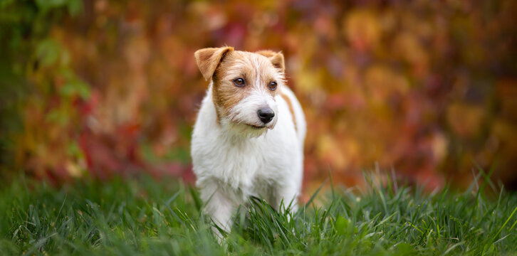 Banner of a cute pet dog puppy as listening in the orange red autumn fall leaves