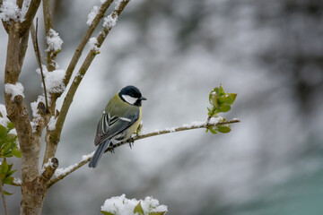 Mésange