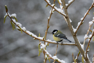 Mésange