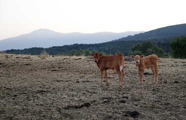 terneros de ganadería extensiva en el prado