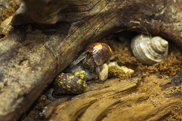 Hermit Crab from Caribbean Sea, crab in shell walking on the beach