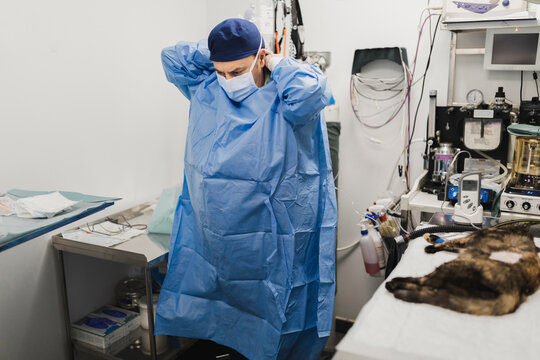 Veterinarian in uniform preparing for operation near cat at table