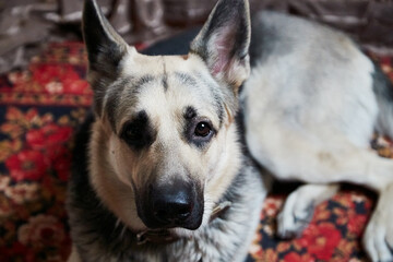 Dog German Shepherd or an Eastern European Shepherd with a white coat in the room on the floor