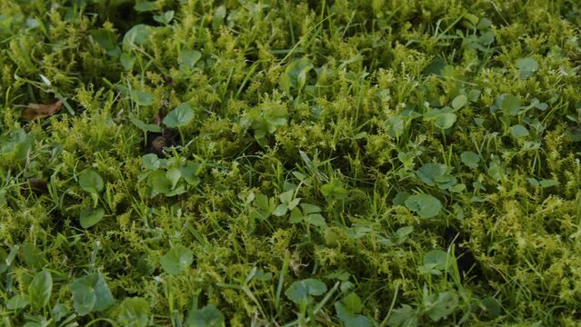 rich moss growing on lawn in garden