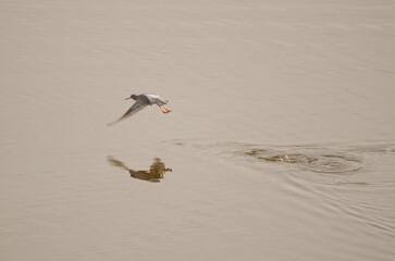 Spotted redshank Tringa erythropus taking flight. San Lorenzo. Las Palmas de Gran Canaria. Gran Canaria. Canary Islands. Spain.