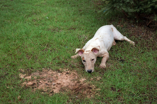 Dirty Jack Russel Dog After Digging Sand On Park To Hiding Something